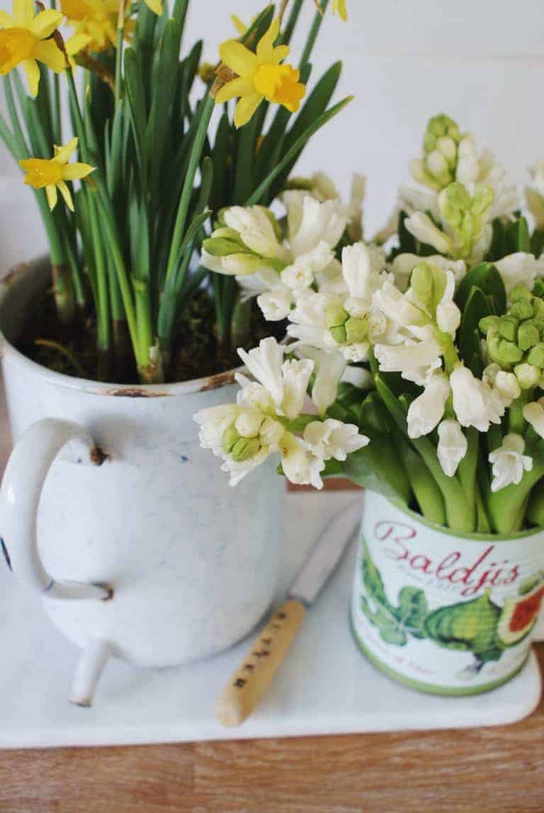 love this modern rustic look with vintage enamel oil pourer planted with spring daffodils and white hyacinths in old pretty tin