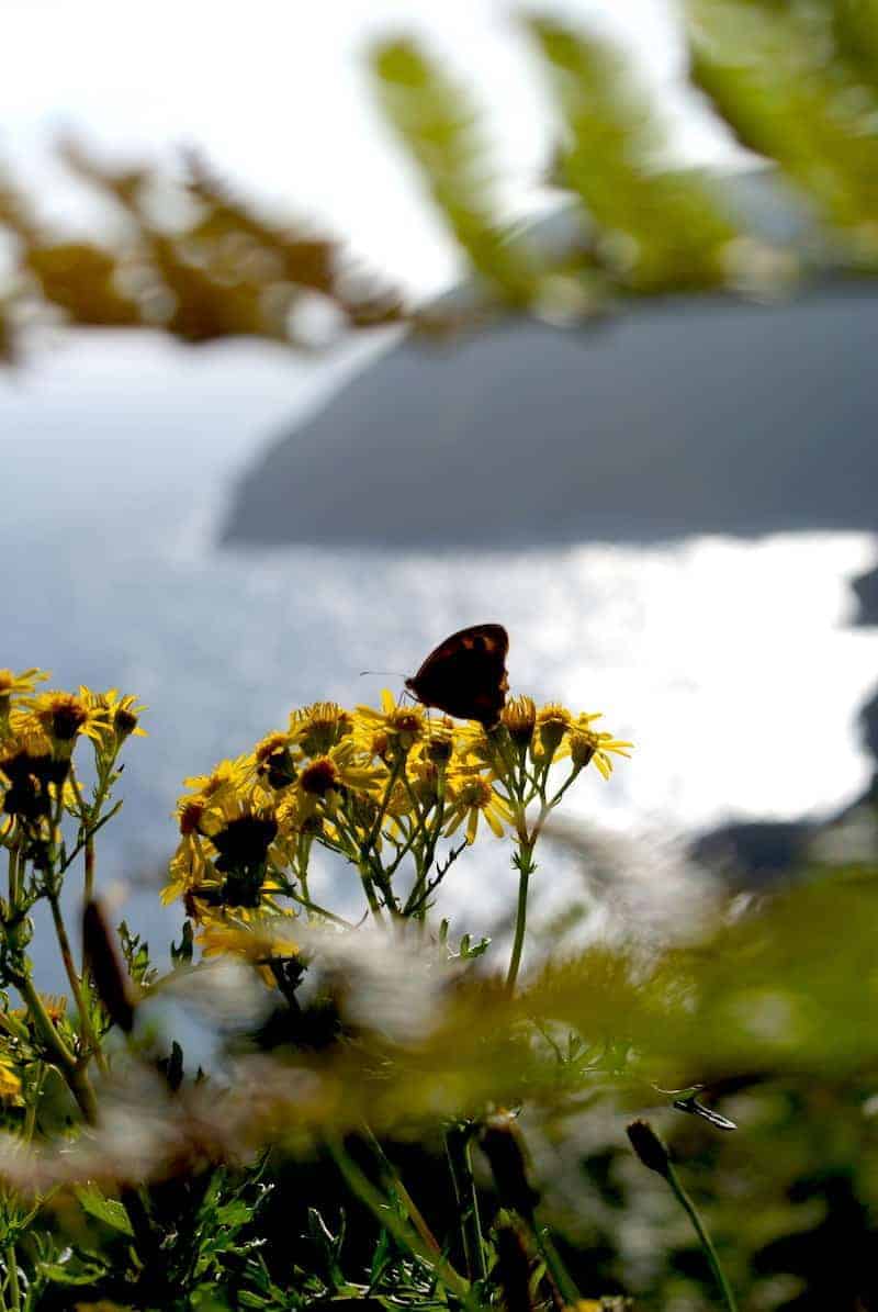 butterfly on yellow flowers by the sea in Cornwall