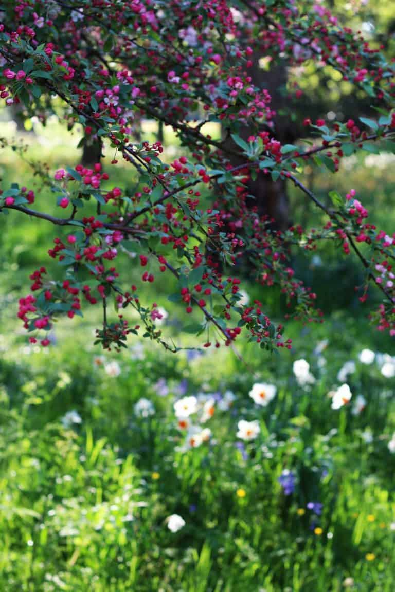 medicine garden blossom and daffs