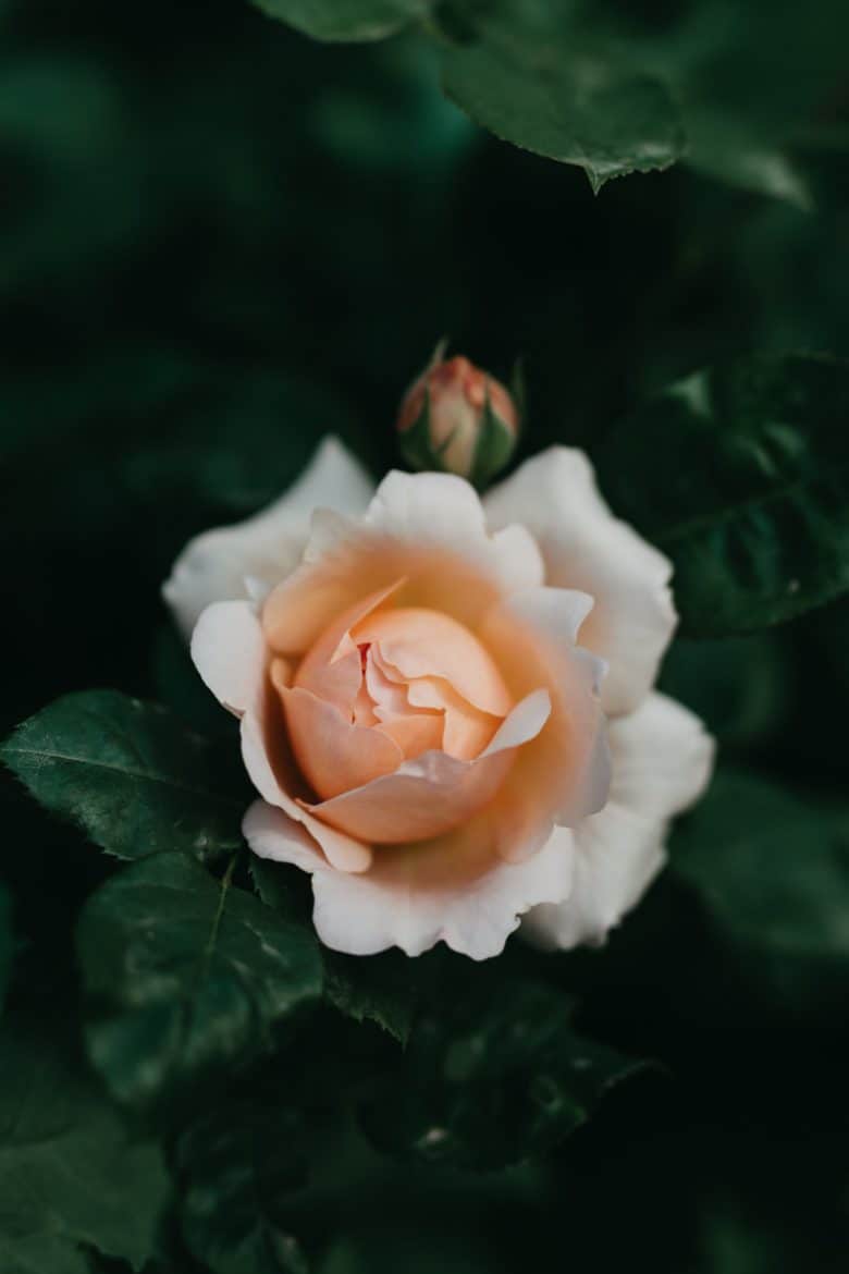 flower photography tips and ideas from photographer Eva Nemeth including expert tips on how to create depth of field, work with light, texture, aperture and f stops to take beautiful flower and garden photographs #flowerphotography #photography #tips #frombritainwithlove 