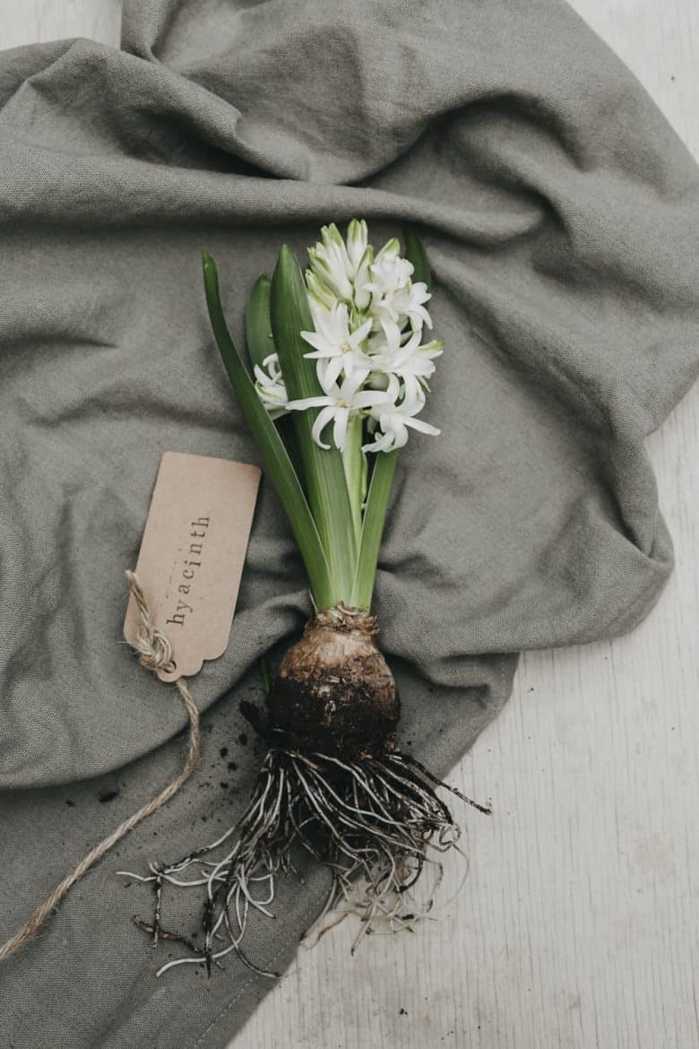white hyacinth still life - flower photography tips and ideas from photographer Eva Nemeth including expert tips on how to create depth of field, work with light, texture, aperture and f stops to take beautiful flower and garden photographs #flowerphotography #photography #tips #frombritainwithlove #hyacinth