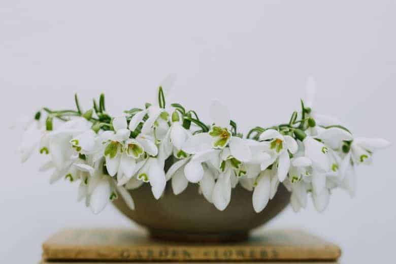 snowdrops still life with vintage book - flower photography tips and ideas from photographer Eva Nemeth including expert tips on how to create depth of field, work with light, texture, aperture and f stops to take beautiful flower and garden photographs #flowerphotography #photography #tips #frombritainwithlove #snowdrops