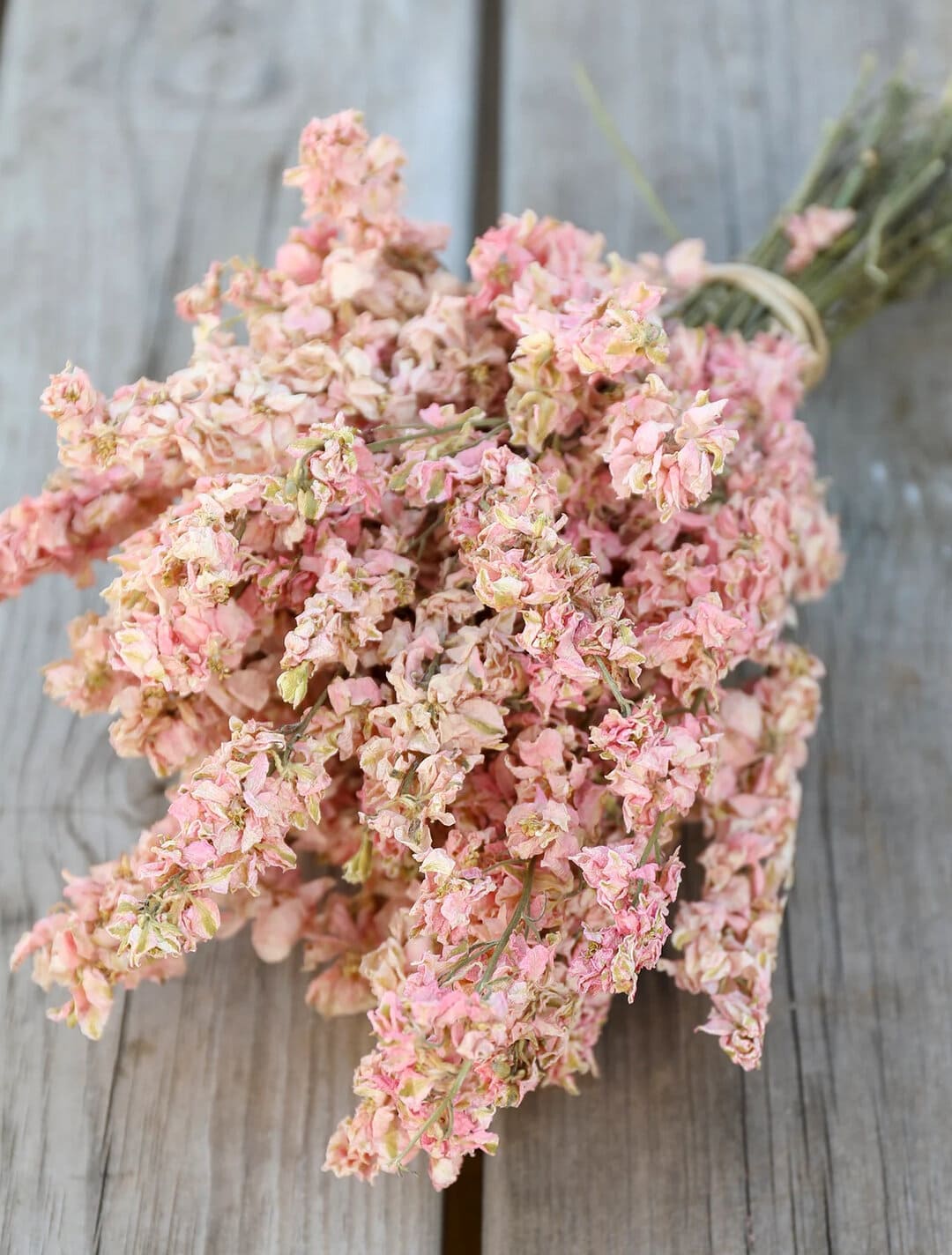 pastel pink dried flowers larkspur