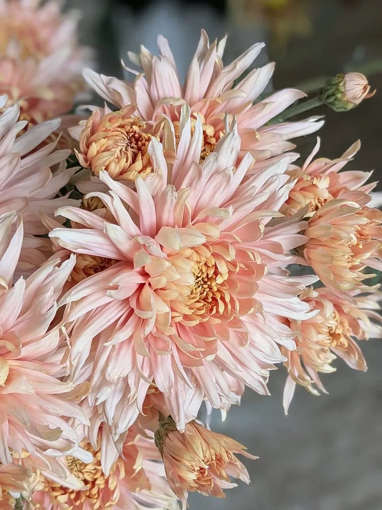allouise salmon chrysanthemum green and gorgeous flowers