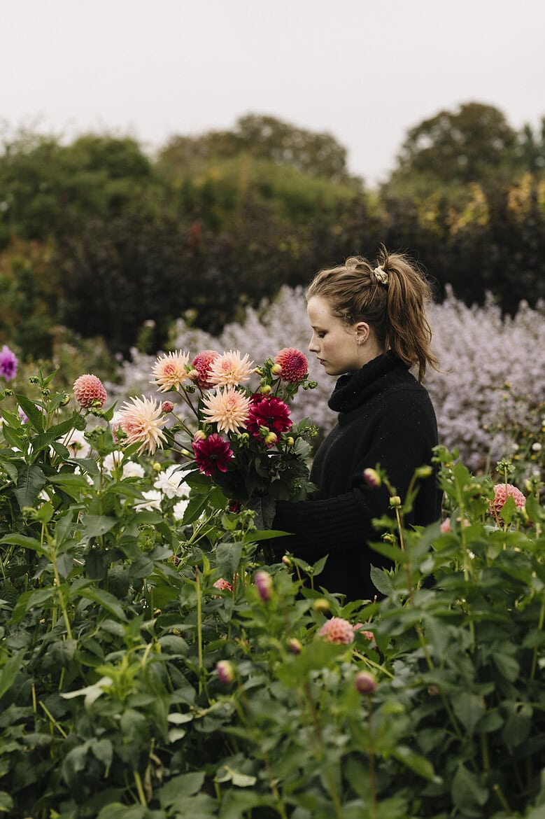 green and gorgeous flowers dahlias on the flower farm