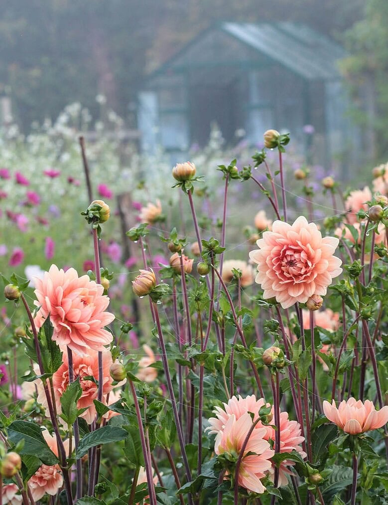 green and gorgeous flower farm dahlias