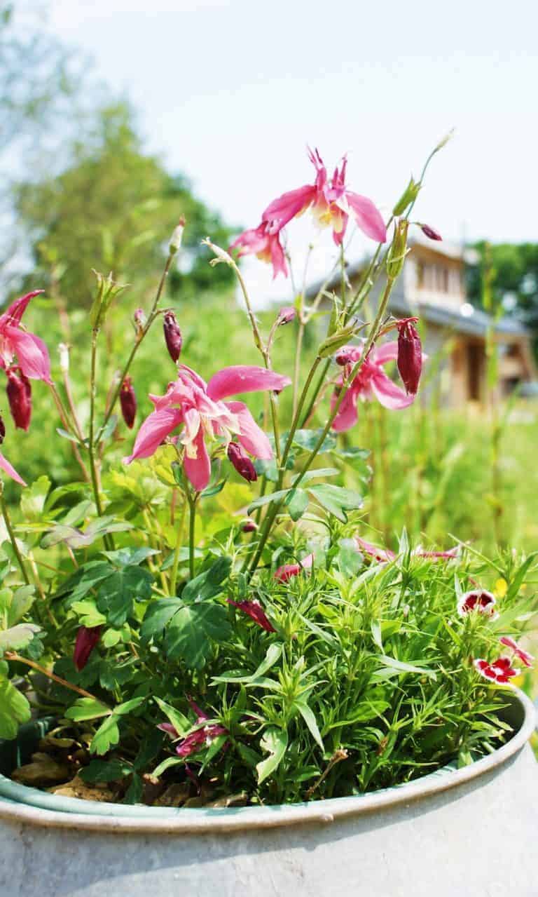 love the wildflower meadow at tiny homes eco cabin holidays isle of wight Click through for more images you'll love