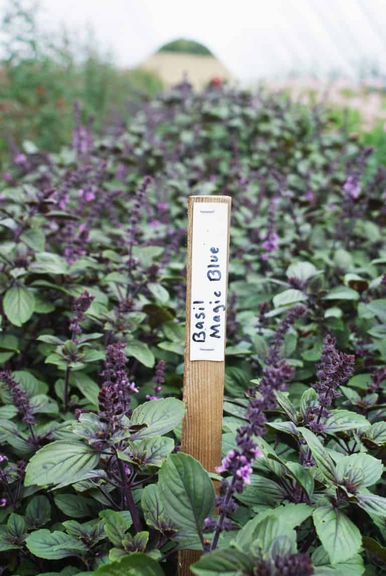 love this basil majestic blue grown by the real flower company. Click through to join me on a fragrant farm walk at their hampshire flower farm