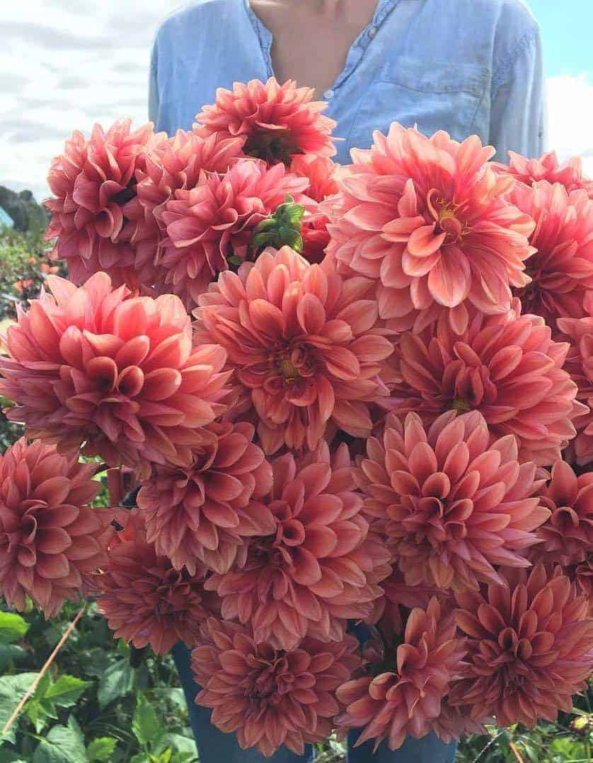 love these smoky coral Mystique dahlias by Floret flowers - click through to find out more and to see other creative ideas for bringing a beautiful splash of coral - pantone colour of the year - into your life
