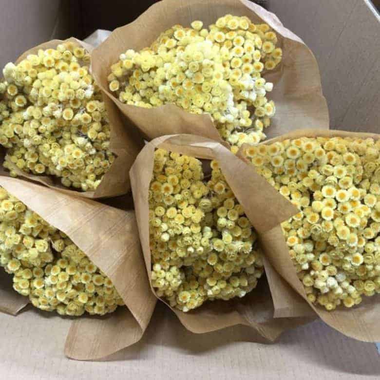 dried yellow immortelle helichrysum dried flowers