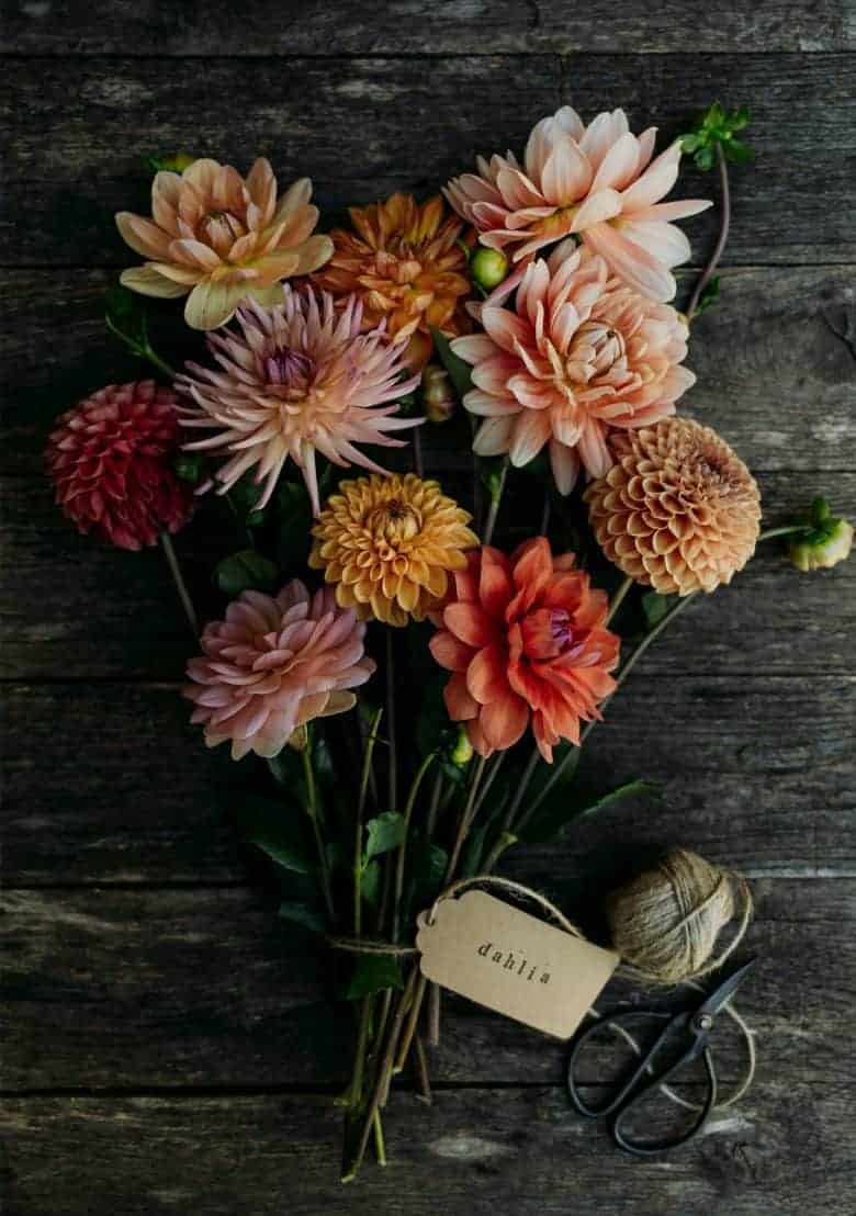 rustic dahlias - flower photography tips and ideas from photographer Eva Nemeth including expert tips on how to create depth of field, work with light, texture, aperture and f stops to take beautiful flower and garden photographs #flowerphotography #photography #tips #frombritainwithlove #dahilas