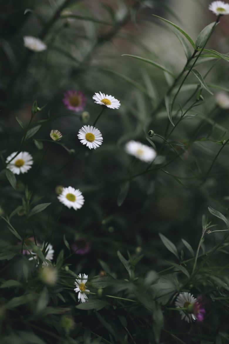 daisies close up - flower photography tips and ideas from photographer Eva Nemeth including expert tips on how to create depth of field, work with light, texture, aperture and f stops to take beautiful flower and garden photographs #flowerphotography #photography #tips #frombritainwithlove #daisies