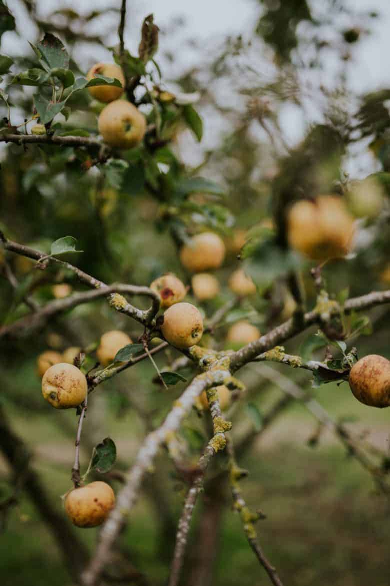 golden apples on tree orchard - flower photography tips and ideas from photographer Eva Nemeth including expert tips on how to create depth of field, work with light, texture, aperture and f stops to take beautiful flower and garden photographs #flowerphotography #photography #tips #frombritainwithlove #apples #orchard