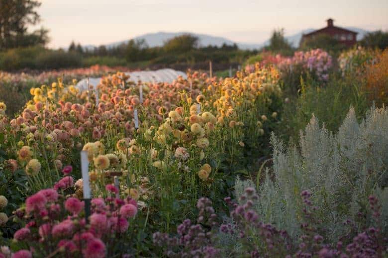 floret flower farm sustainable organic cut flowers