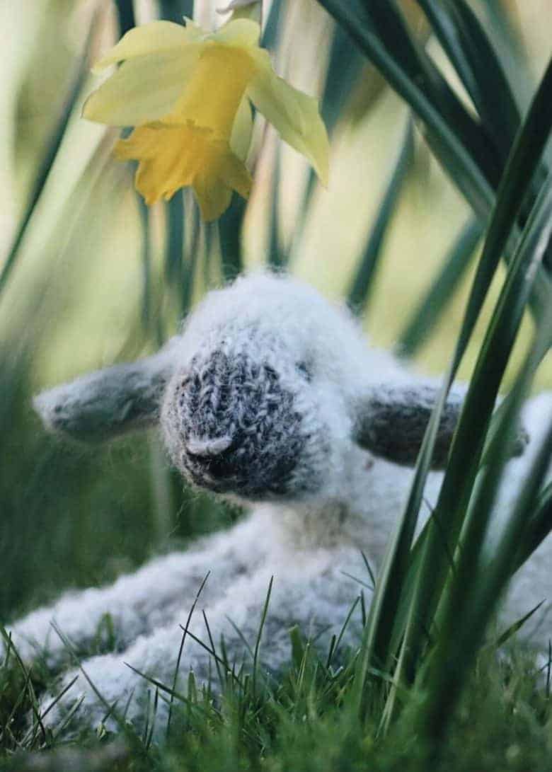 spring lamb free knitting pattern by claire garland aka dot pebbles knits - just one of the seasonal spring craft ideas I've shared for enjoying right now