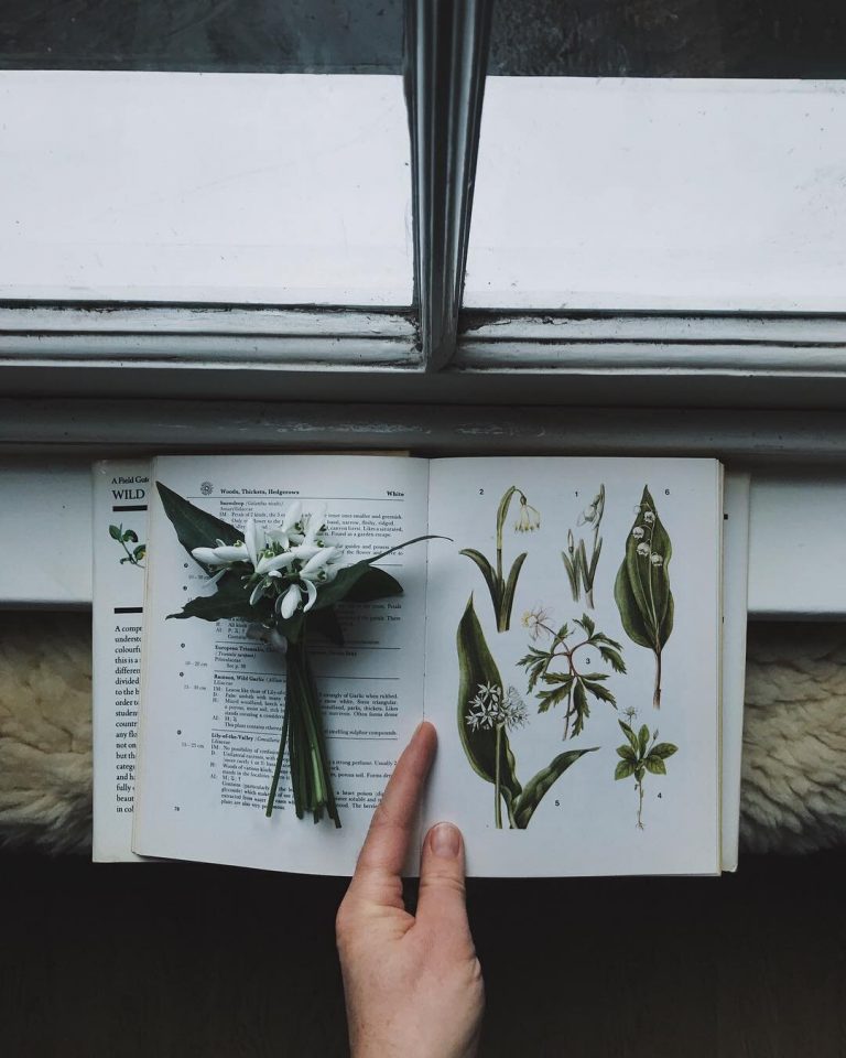 laura pashby snowdrops 768x960