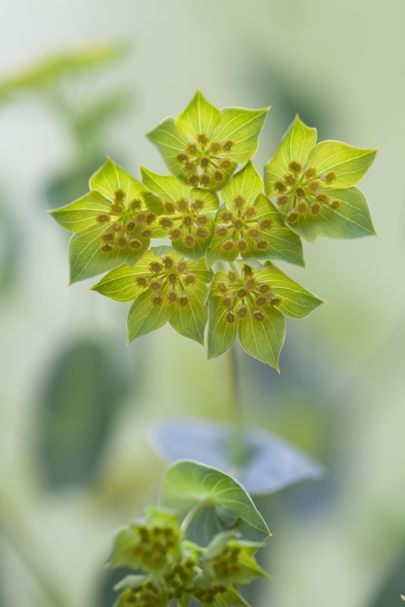 burpleurum rotundifolium grifithii hares ear flower seeds from chiltern seeds perfect for cut flower wild flower growing
