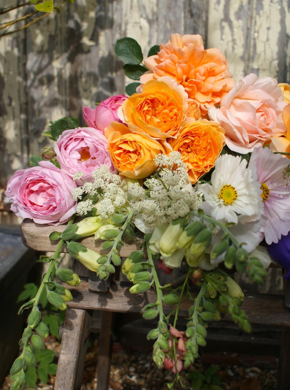 flower garden roses david austin dame judy dench, wisley, chandos beauty and boscobel with flowers of distinction plants grown from seed: white purity cosmos pink cupcake cosmos and foxgloves and wild flowers
