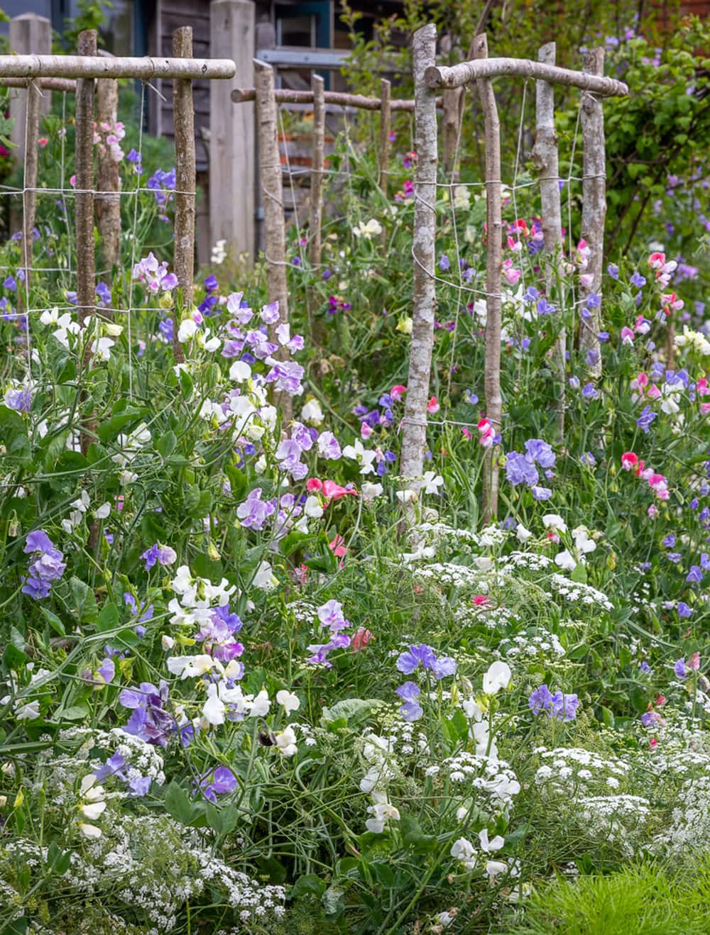 sarah raven cutting garden succession planting seed collection