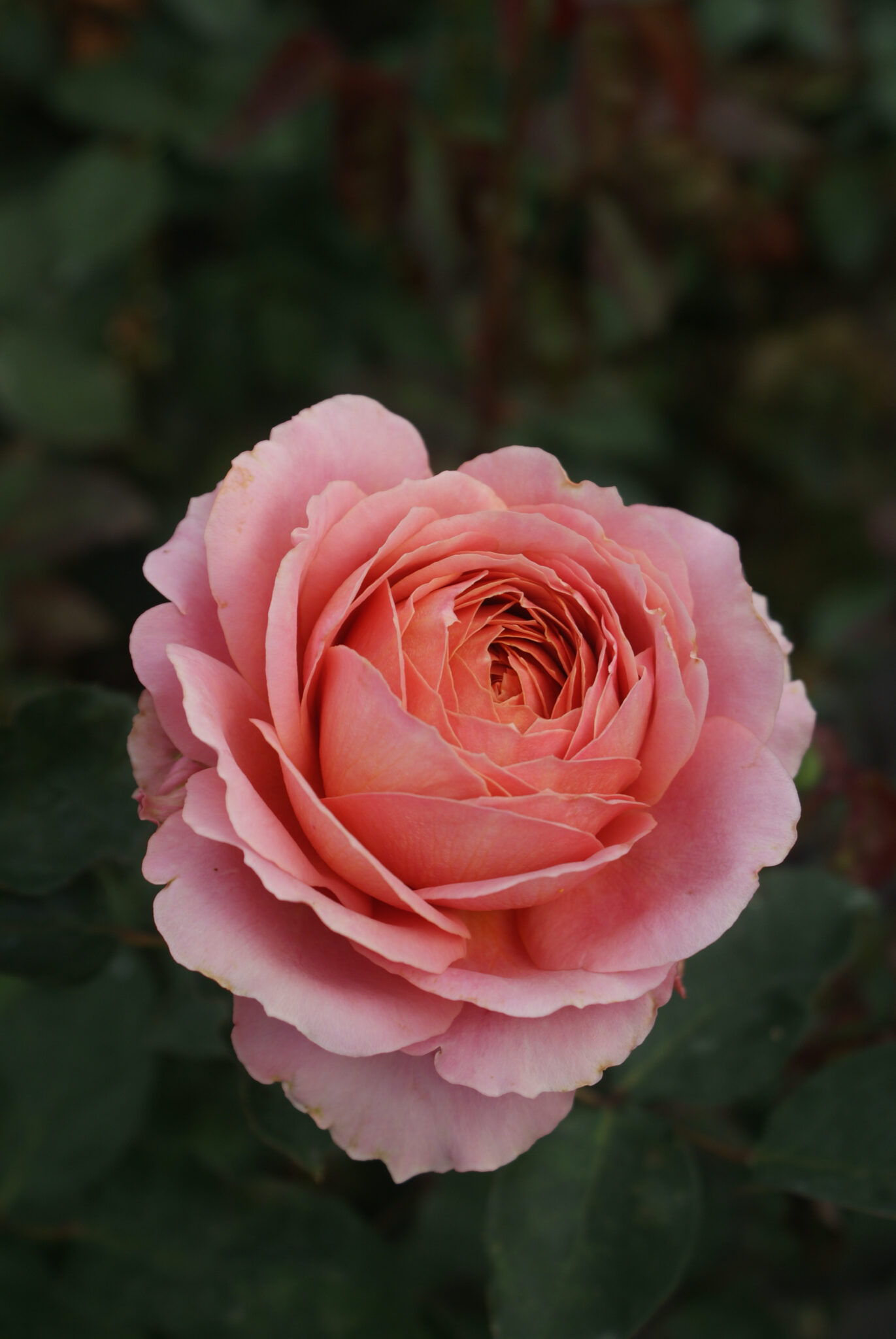 How to keep roses alive forever preserving flowers From Britain with